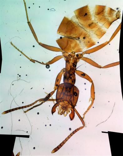 Lasius sp.